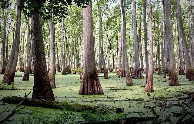 Save the Cache Save the Future: The Ongoing Fight for Conservation