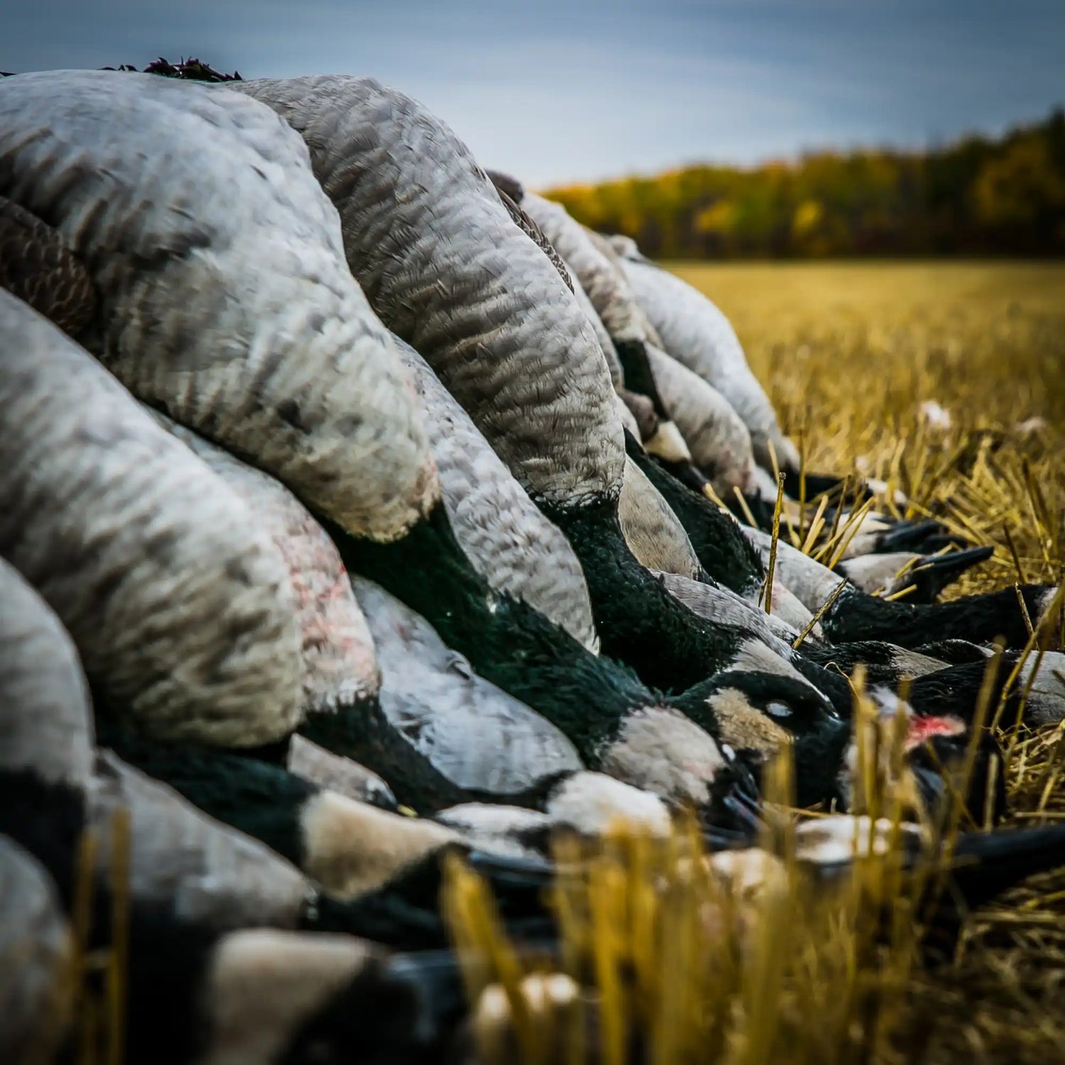 A line of goose decoys with flocked bodies and detailed heads.