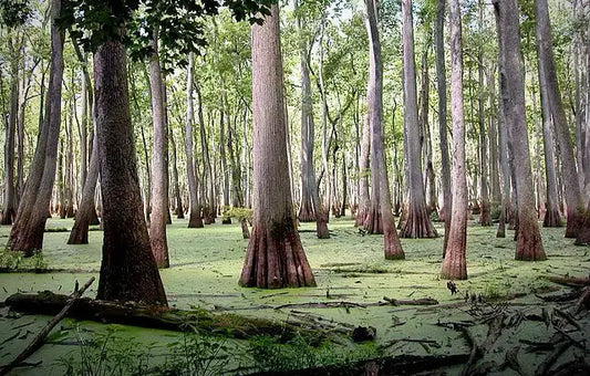 Save the Cache Save the Future: The Ongoing Fight for Conservation
