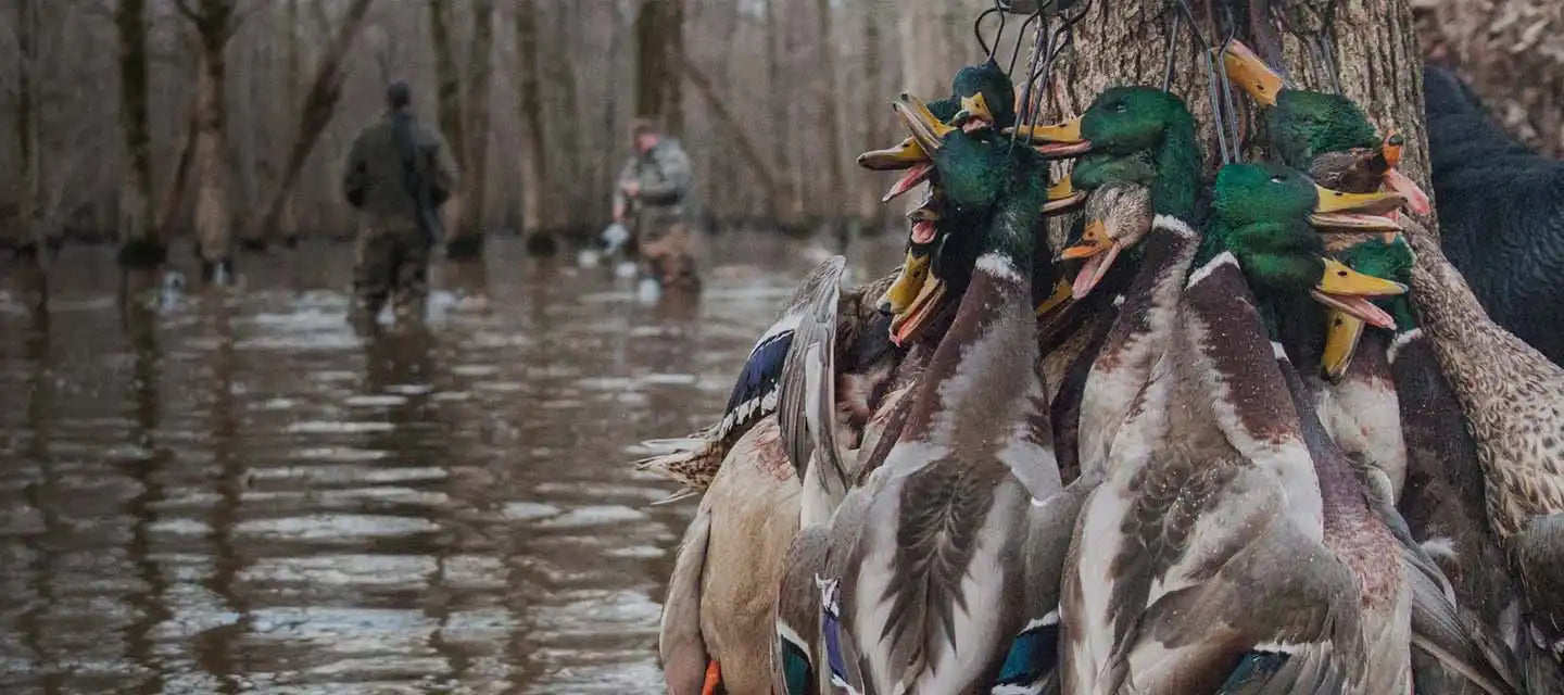 A collection of freshly hunted ducks, primarily mallards, with vibrant green heads and iridescent plumage, strung together by their beaks.
